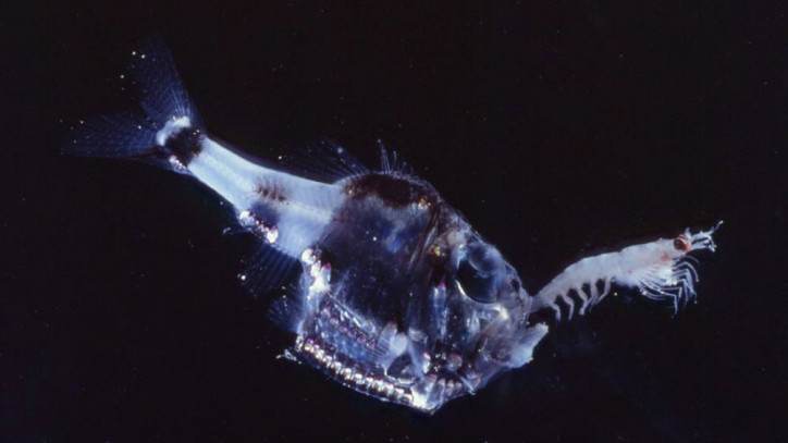Argyropelecus hemigymnus 3
