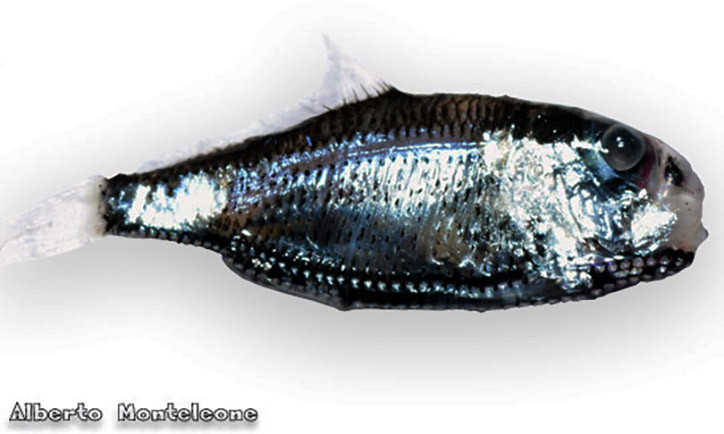 Ichthyococcus ovatus 2