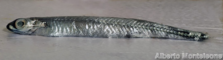 Microstoma microstoma 2