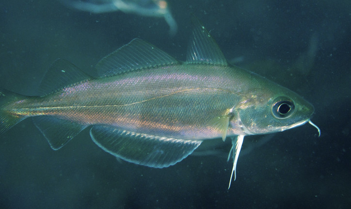 Trisopterus capelanus