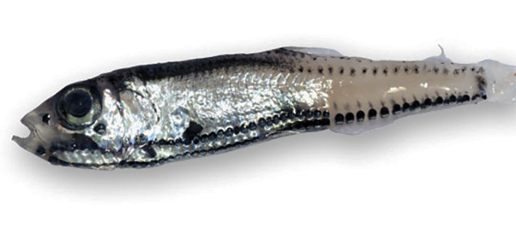 vinciguerria poweriae 2