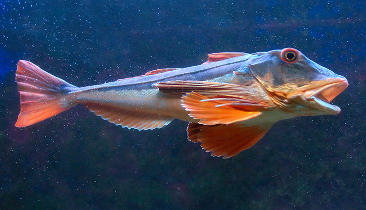 Рыба Морской Петух Фото И Описание Цена