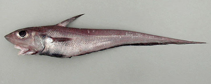 Coelorhynchus coelorhynchus 2