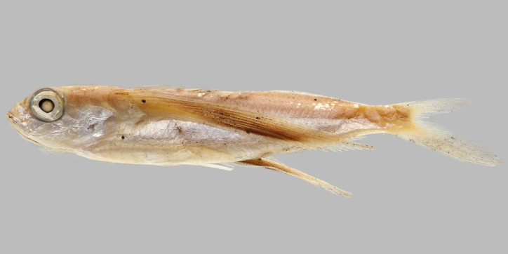 Exocoetus obtusirostris