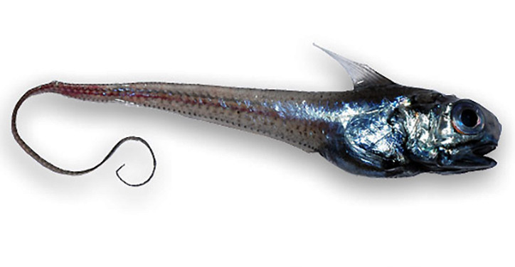 Hymenocephalus italicus 1