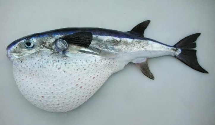 Lagocephalus lagocephalus 3