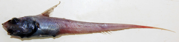 Nezumia aequalis 2
