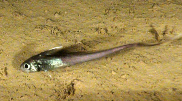 Nezumia sclerorhynchus