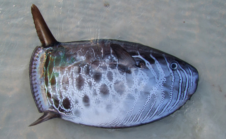 Овальная луна-рыба, или ранцания (Ranzania laevis)