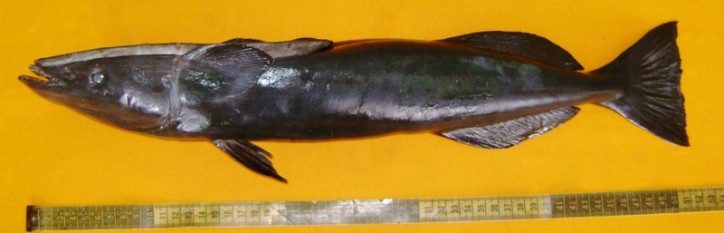 Южная ремора, или китовый прилипало (Remora australis) – adriaticnature
