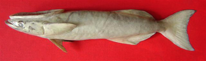Обыкновенная рыба-прилипало, или прилипала-ремора (Remora remora .