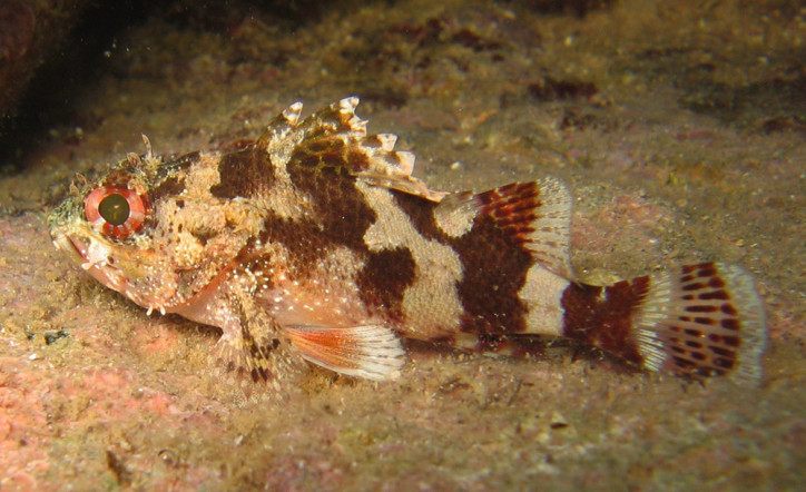 Scorpaena maderensis 2
