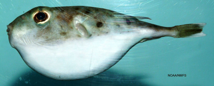 Sphoeroides pachygaster