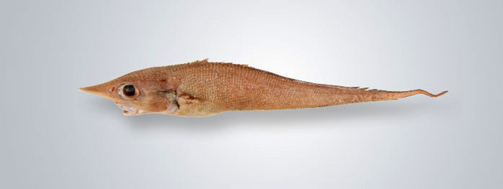 Trachyrincus scabrus 2