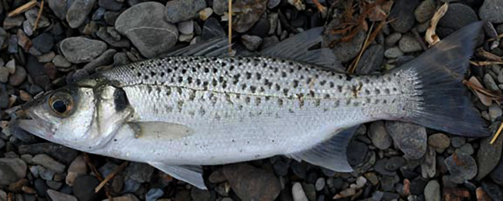 Dicentrarchus punctatus