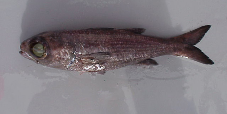 Epigonus telescopus 2