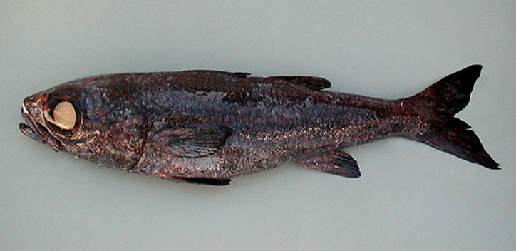 Epigonus telescopus