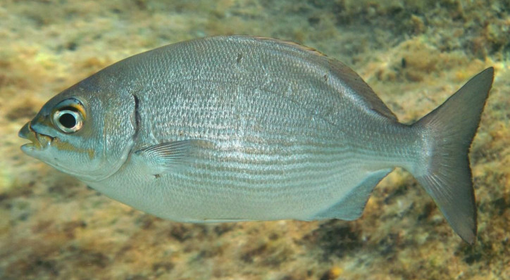 Kyphosus sectatrix 3