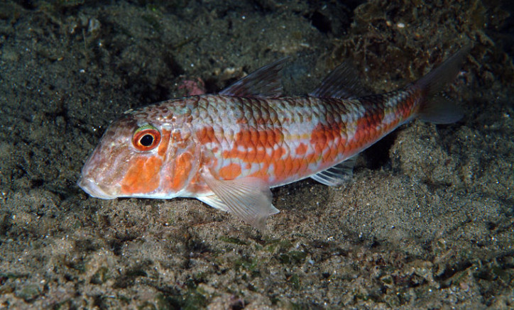 Mullus barbatus barbatus