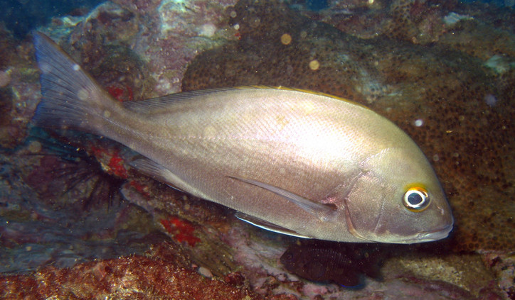 Plectorhinchus mediterraneus