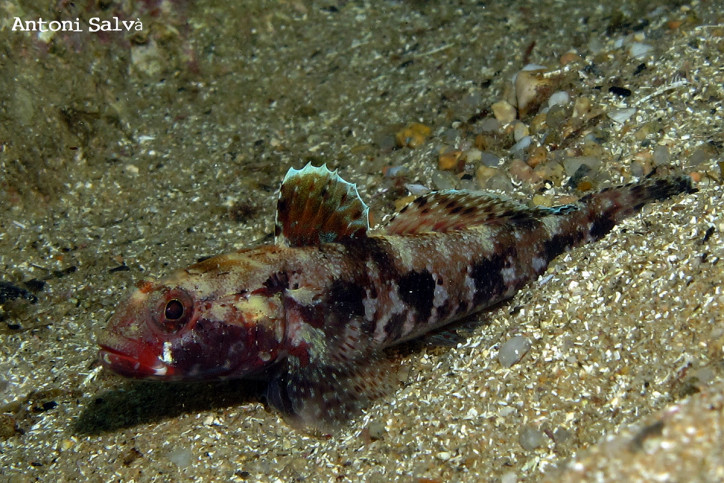 Gobius cruentatus