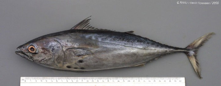 Euthynnus alletteratus 2