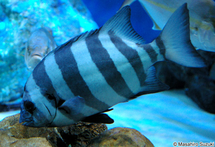 Oplegnathus fasciatus 2