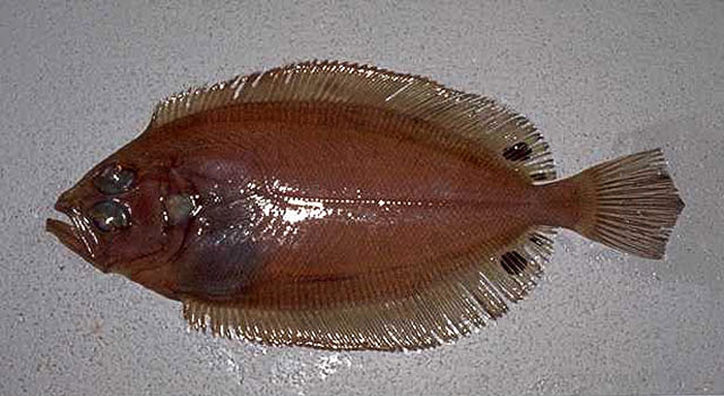 Lepidorhombus boscii 2