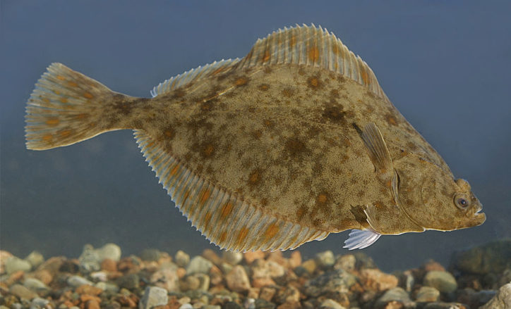 Platichthys flesus