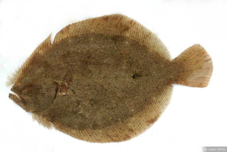 Scophthalmus rhombus