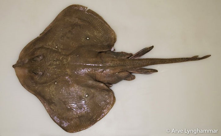 Leucoraja circularis 2