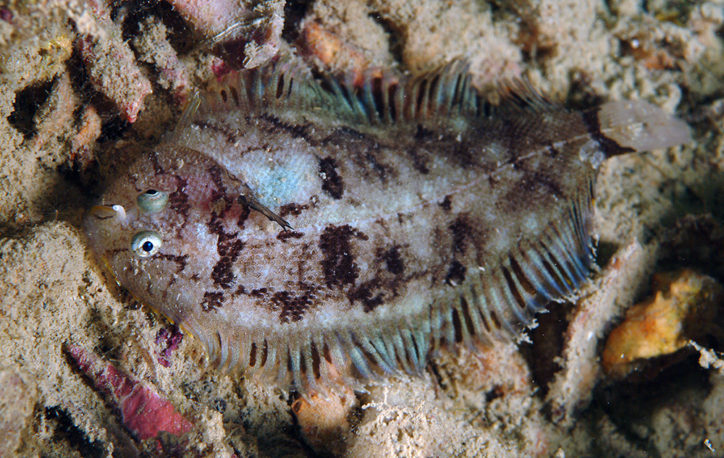 Monochirus hispidus 2