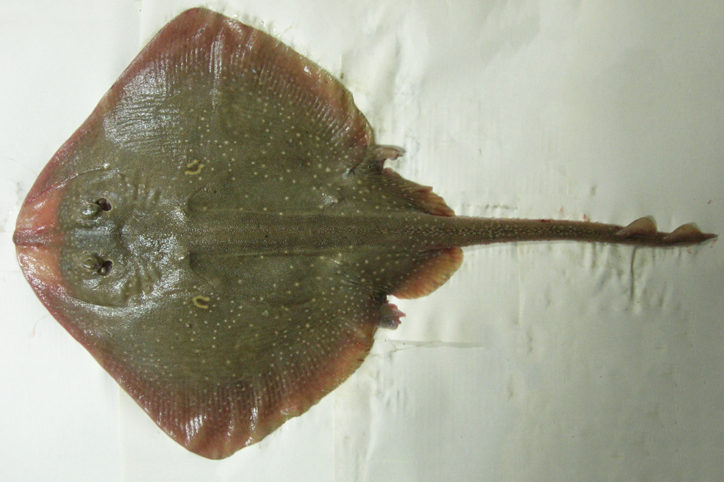Raja polystigma