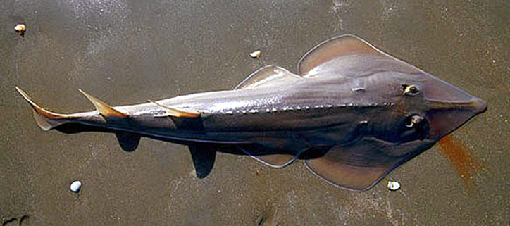 Rhinobatos rhinobatos