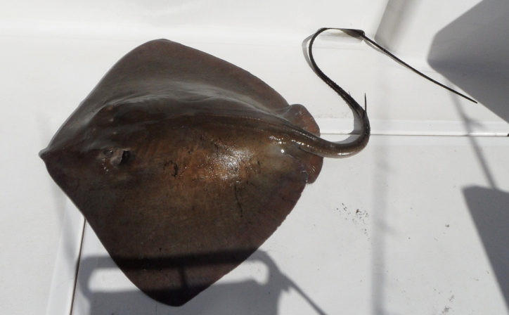 Dasyatis centroura 2