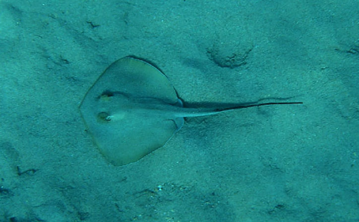 Dasyatis tortonesei 2