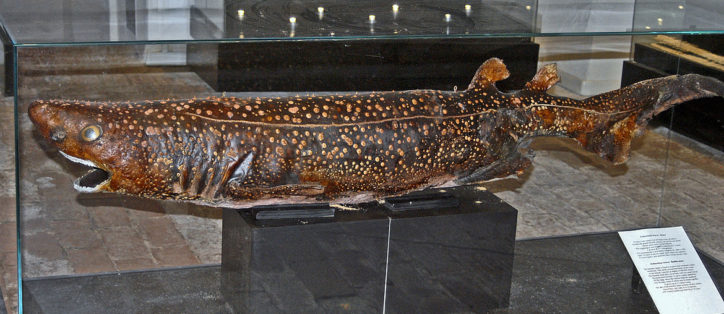 Echinorhinus brucus 2