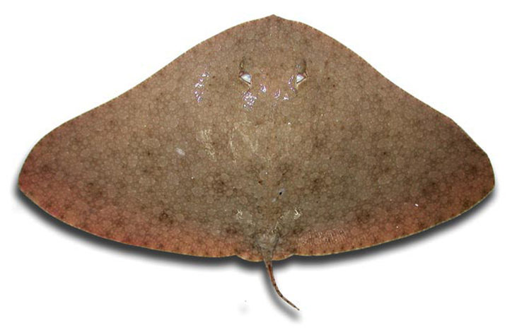 Gymnura altavela