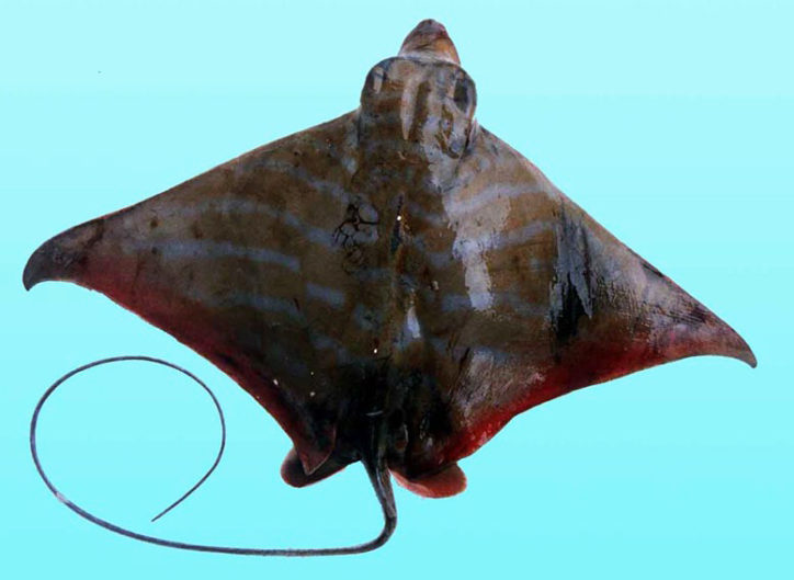 Pteromylaeus bovinus