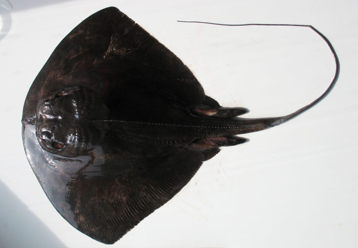 Pteroplatytrygon violacea