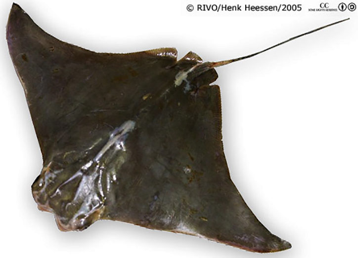 Rhinoptera marginata