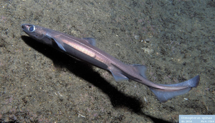 etmopterus-spinax-2