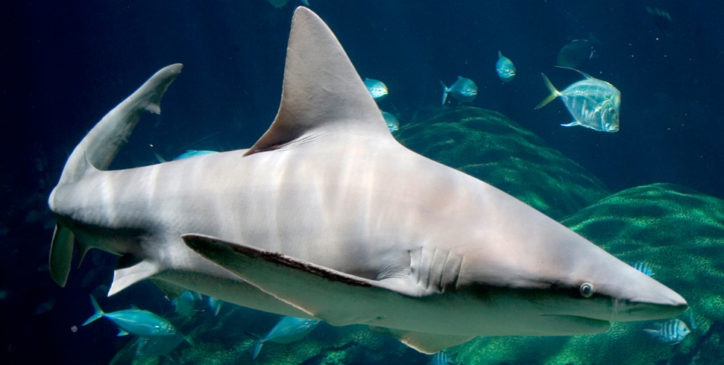carcharhinus-plumbeus-2