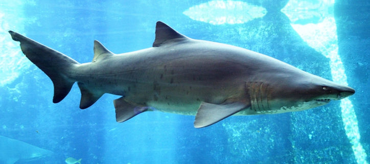 carcharias-taurus