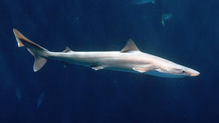 galeorhinus-galeus-2