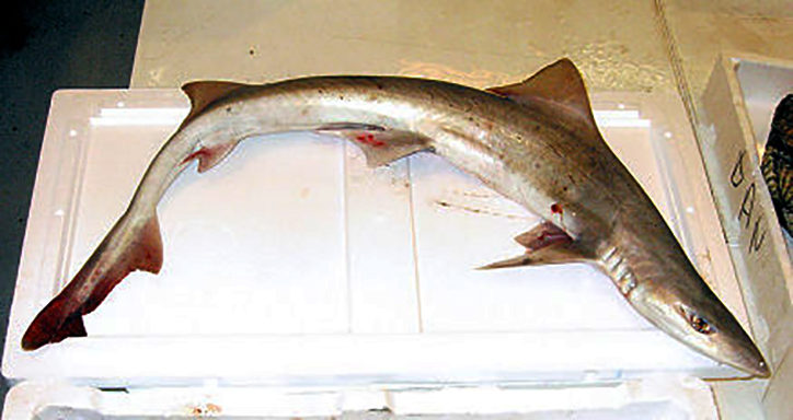 mustelus-punctulatus-2