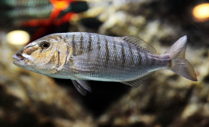 синагрида рыба с греческого. Смотреть фото синагрида рыба с греческого. Смотреть картинку синагрида рыба с греческого. Картинка про синагрида рыба с греческого. Фото синагрида рыба с греческого синагрида рыба с греческого. Смотреть фото синагрида рыба с греческого. Смотреть картинку синагрида рыба с греческого. Картинка про синагрида рыба с греческого. Фото синагрида рыба с греческого