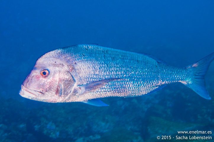 синагрида рыба с греческого. Смотреть фото синагрида рыба с греческого. Смотреть картинку синагрида рыба с греческого. Картинка про синагрида рыба с греческого. Фото синагрида рыба с греческого синагрида рыба с греческого. Смотреть фото синагрида рыба с греческого. Смотреть картинку синагрида рыба с греческого. Картинка про синагрида рыба с греческого. Фото синагрида рыба с греческого