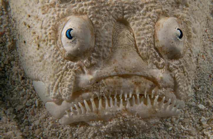 Рыба Песчанка Морская Фото
